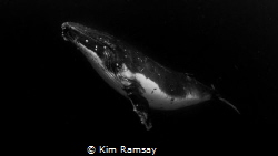 Reverence.
Young adult male humpback poses for a shot. by Kim Ramsay 